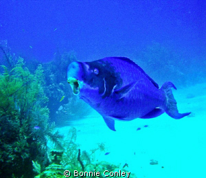 Parrotfish seen in Freeport Bahamas May 2009.  Photo take... by Bonnie Conley 